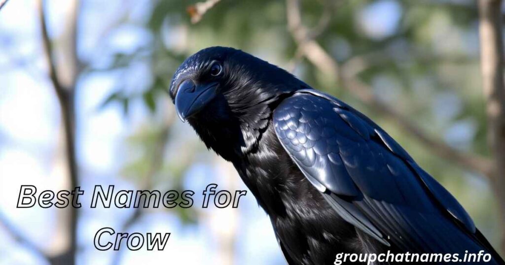 Best Names for Crow